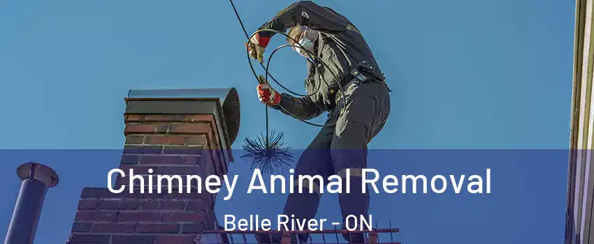 Chimney Animal Removal Belle River - ON