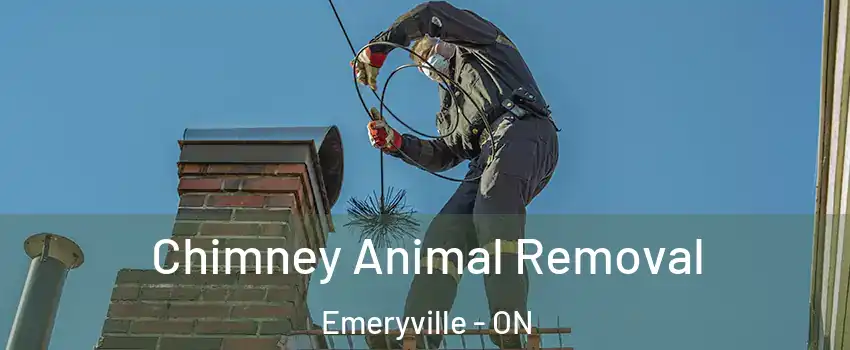 Chimney Animal Removal Emeryville - ON