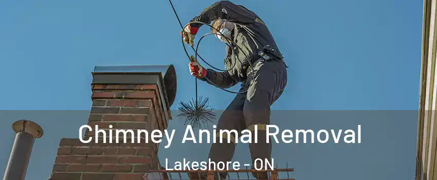 Chimney Animal Removal Lakeshore - ON