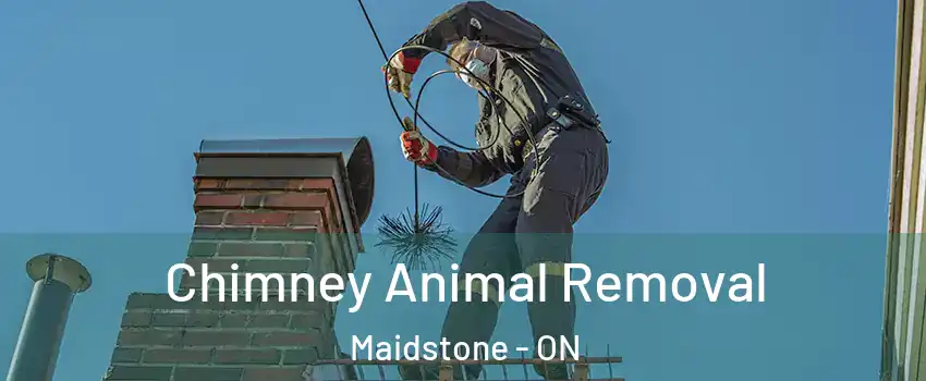 Chimney Animal Removal Maidstone - ON
