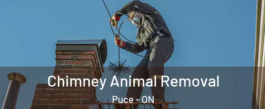 Chimney Animal Removal Puce - ON
