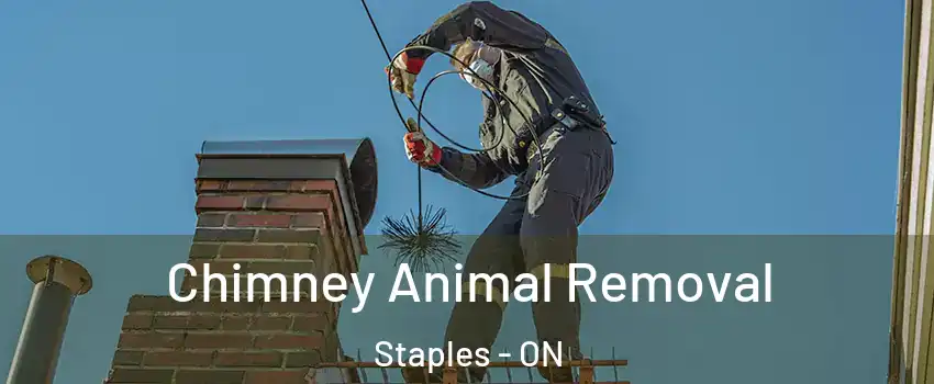 Chimney Animal Removal Staples - ON