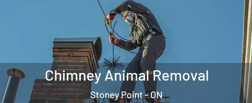 Chimney Animal Removal Stoney Point - ON