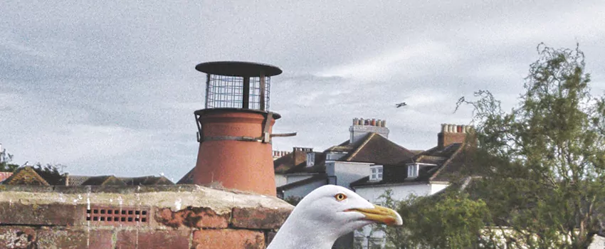 Chimney Cap Bird Guard Repair in Lakeshore, Ontario